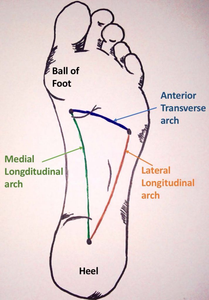 The Arches of the Foot